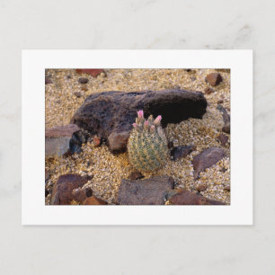 Carte Postale "Baril décousu Catus d'Itty "