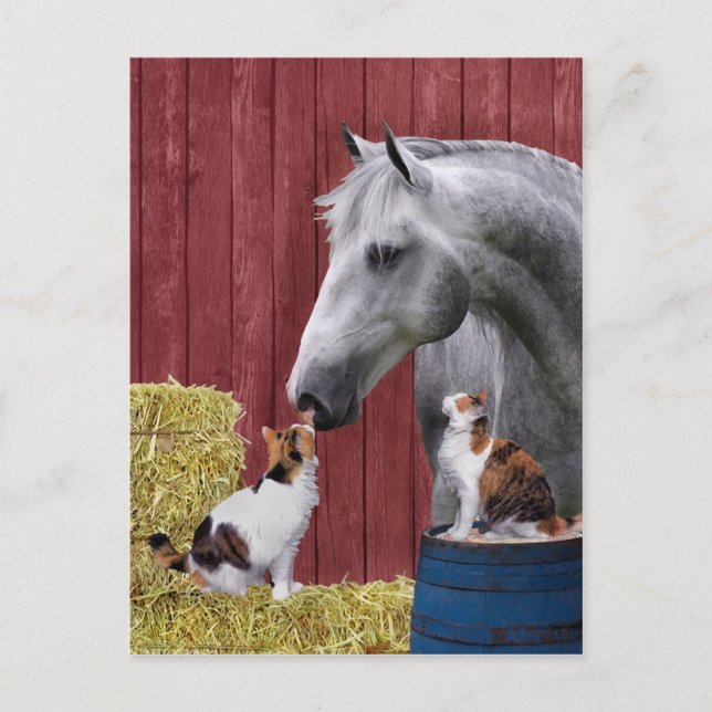 Carte postale "Barn Buds" (Devant)