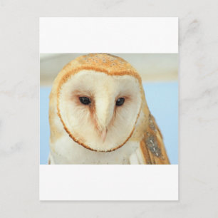 Carte Postale Barn Owl