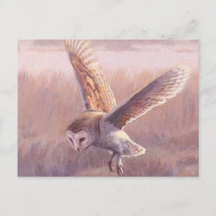 Carte postale Barn Owl