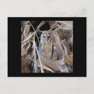Carte Postale Barn Owl