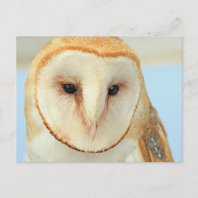 Carte Postale Barn Owl (Devant)
