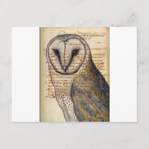 Carte Postale Barn Owl