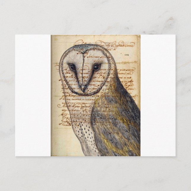 Carte Postale Barn Owl (Devant)