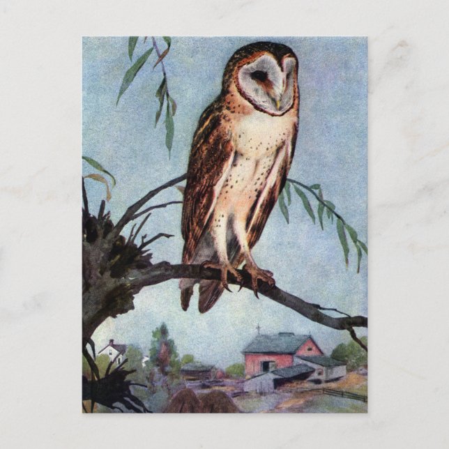 Carte Postale Barn Owl, Farmhouse et Barn (Devant)