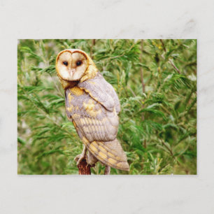 Carte Postale Barn Owl (Tyto alba)