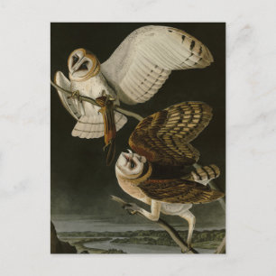 Carte Postale Barn Owl (Tyto alba) Audubon's Birds of America