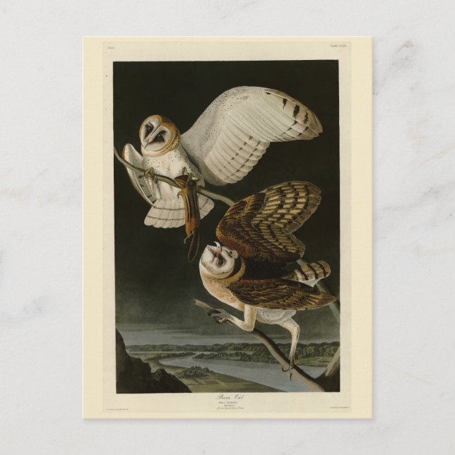 Carte Postale Barn Owl (Tyto alba) Audubon's Birds of America (Devant)
