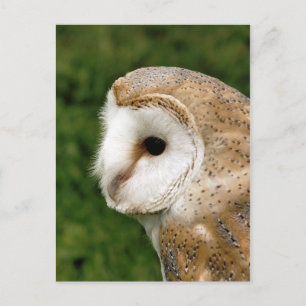 CARTE POSTALE BARN OWLS
