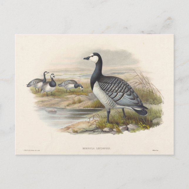 Carte Postale Barnacle Goose par Joseph Wolf (Devant)