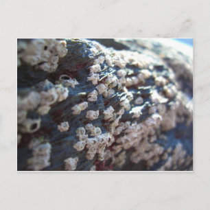 Carte Postale Barnacles 1