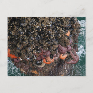 Carte Postale Barnacles et étoiles de mer