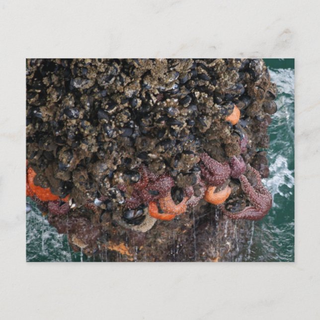 Carte Postale Barnacles et étoiles de mer (Devant)