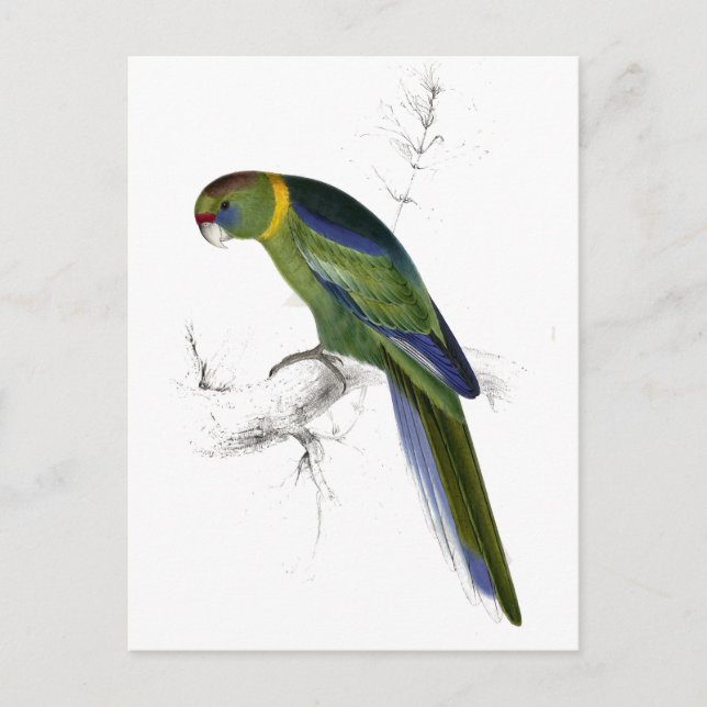 Carte Postale Barnard’s Parrakeet par Edward Lear (Devant)