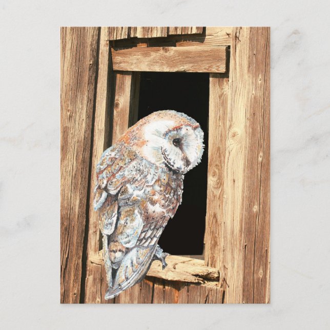 Carte Postale Barne hibou en Grange Fenêtre Animal Nature Art (Devant)