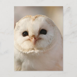 Carte Postale Barny the Barn Owl