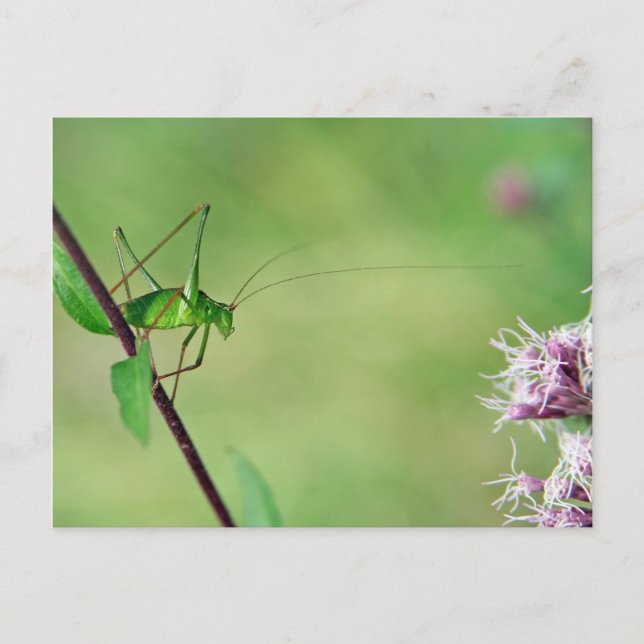 Carte Postale Baron de cricket (Leptophyes punctatissima) (Devant)