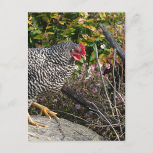 Carte Postale Barred Rock Hen
