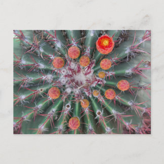 Carte postale Barrel Cactus (Arizona)
