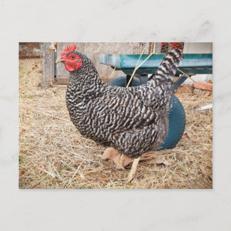 Carte postale Barres de poulet Rock