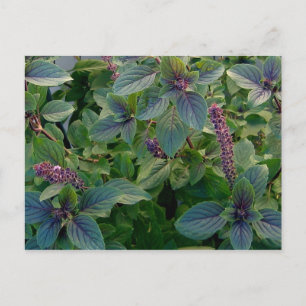 Carte Postale Basil bleu africain