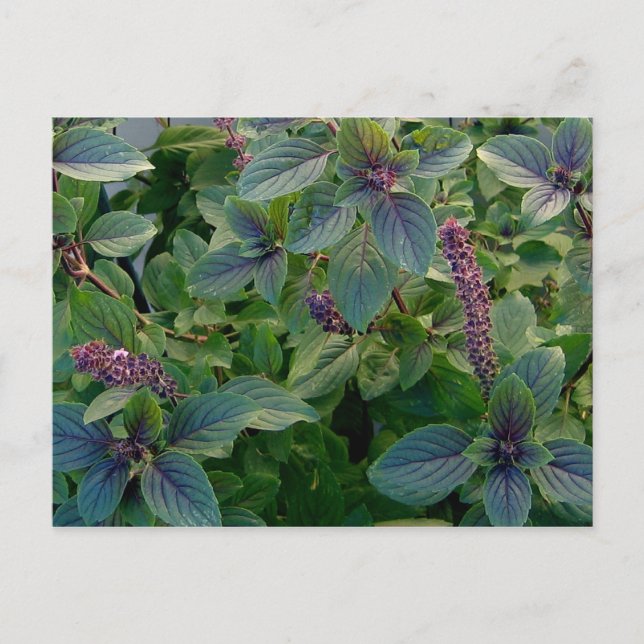Carte Postale Basil bleu africain (Devant)