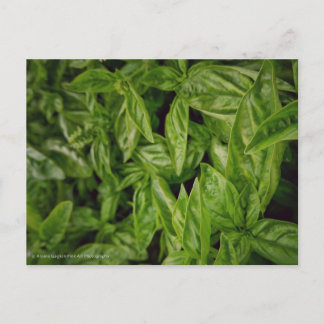 Carte Postale Basil Fine Art