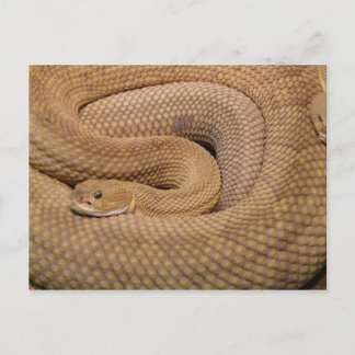 Carte Postale Basilisk Rattlesnake