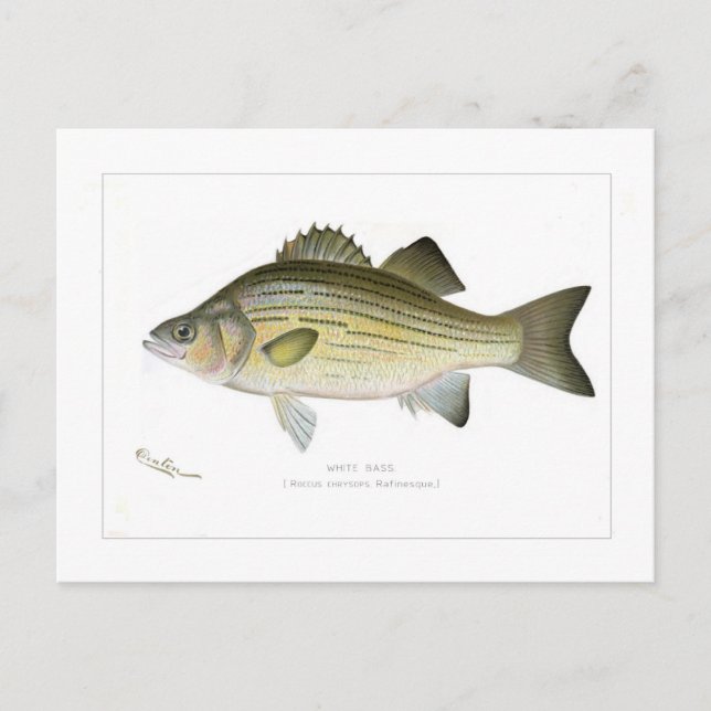 Carte Postale Basse blanche (Devant)
