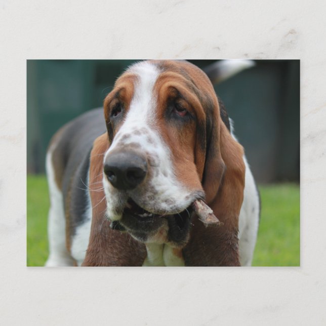 Carte Postale Basset Hound (Devant)