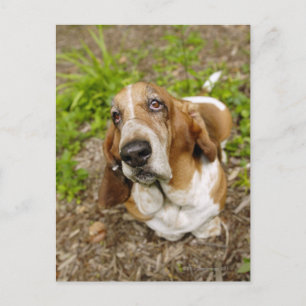 Carte Postale Basset Hound 2