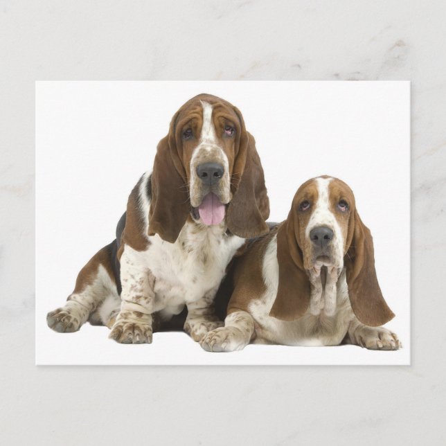Carte Postale Basset Hound Chien Chien Aimer, Bonjour Penser de  (Devant)