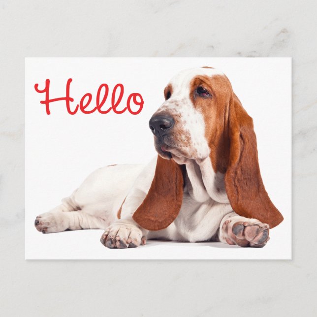 Carte Postale Basset Hound Chien Chien Chien Rouge Bonjour Pense (Devant)