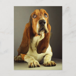 Carte Postale Basset Hound Chien chiot Bonjour Amour, Penser de 