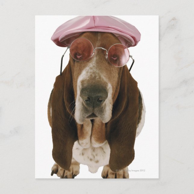 Carte Postale Basset hound en lunettes de soleil et casquette (Devant)
