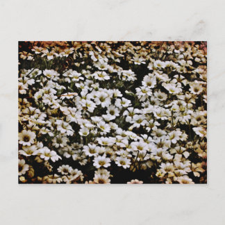 Carte Postale Bassins améliorés Floral