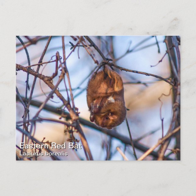 Carte Postale Bat rouge (Devant)