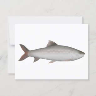 Carte Postale Bata