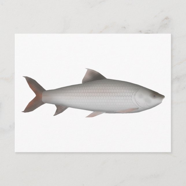 Carte Postale Bata (Devant)