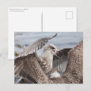 Carte Postale Bataille de Seagull