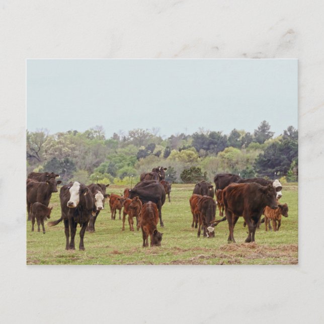 Carte Postale Bataille de Texas (Devant)