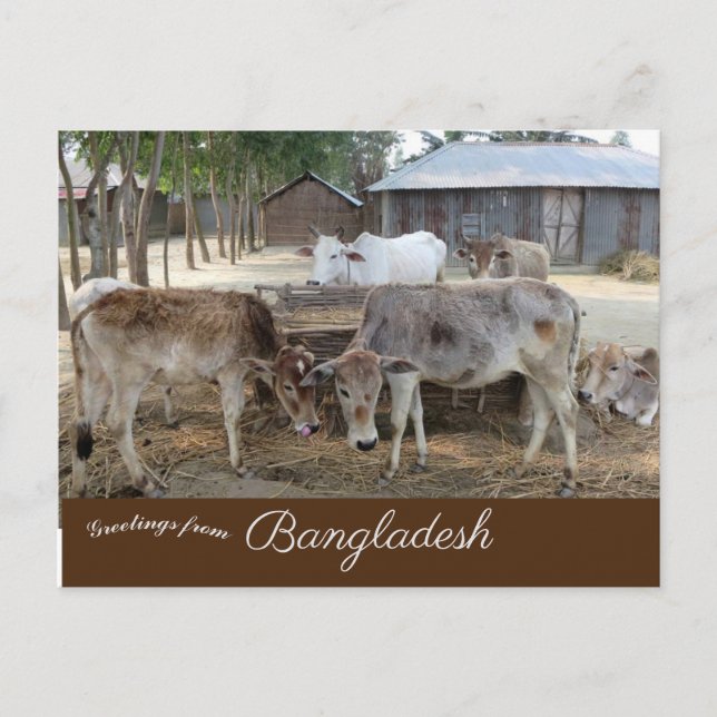 Carte Postale Bataille Jamuna River Bangladesh (Devant)