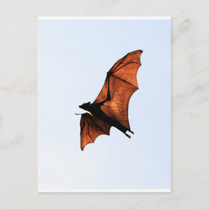 Carte Postale Bateau à fruits (renard volant)