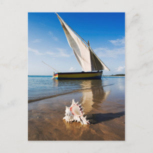 Carte Postale Bateau À Voile Et Coquille   Mozambique, Benguerra