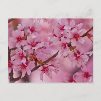 Carte Postale Bathed in Pink Japanese Cherry