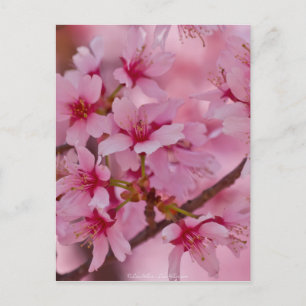Carte Postale Bathed in Pink Japanese Cherry Blossoms