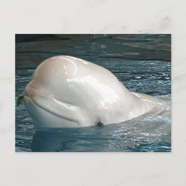 Carte Postale Bâtons de baleines bélugas mignons face hors de la (Devant)