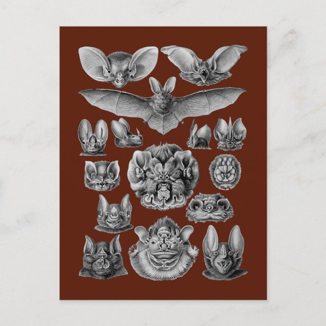 Carte Postale Bats (Devant)