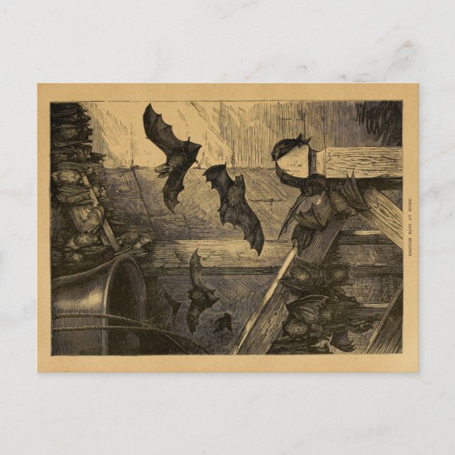 Carte Postale Bats britanniques vintages (Devant)