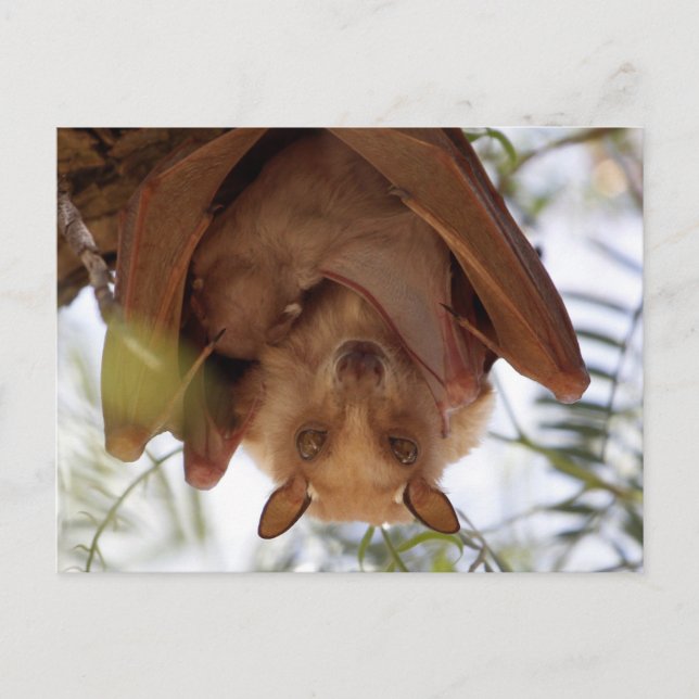 Carte Postale Batte à fruits bâtie ; une mère avec enfant (Devant)